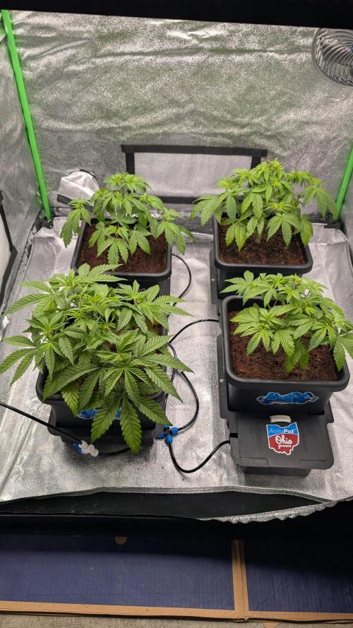 Rotten Berries. Week 5