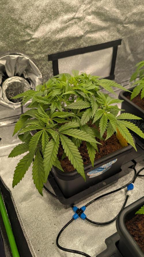 Rotten Berries. Week 5