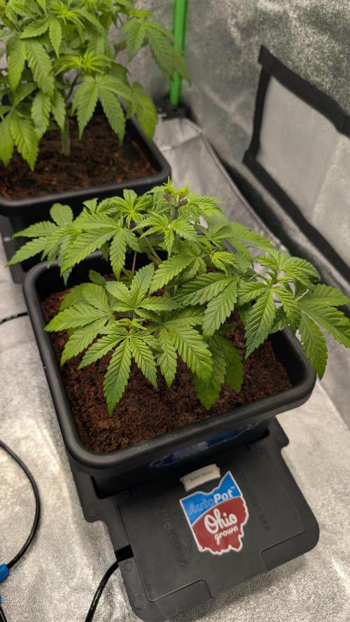 Rotten Berries. Week 5