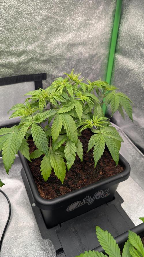 Rotten Berries. Week 5