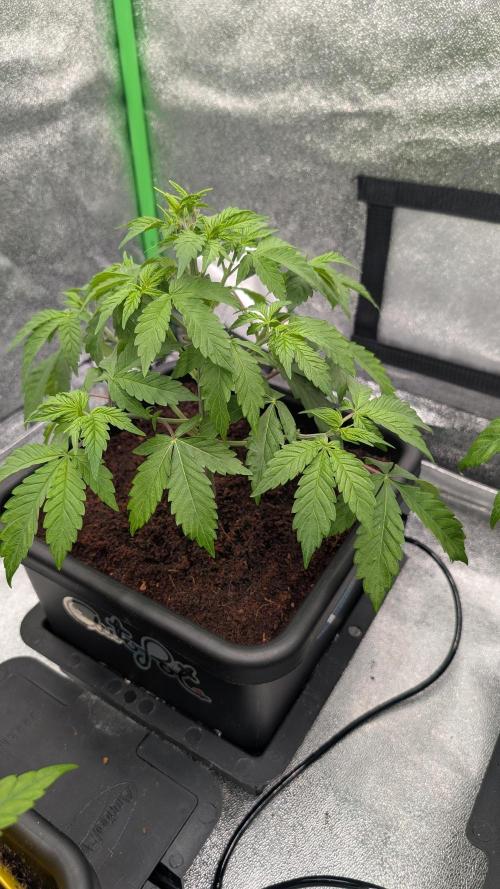 Rotten Berries. Week 5