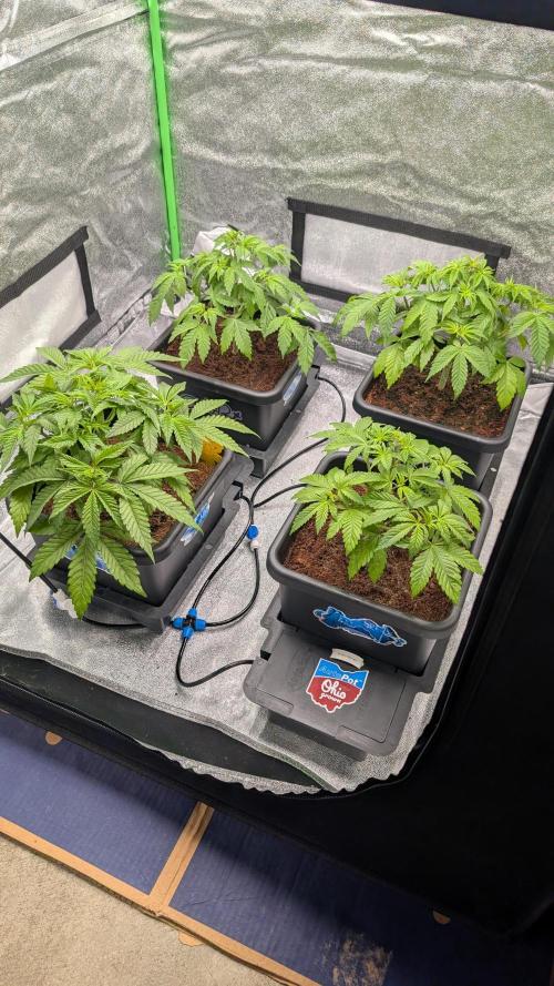 Rotten Berries. Week 5