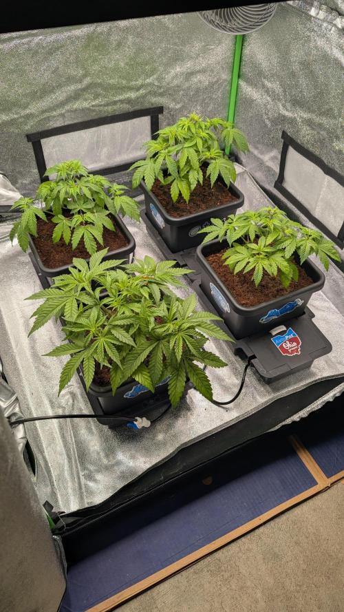 Rotten Berries. Week 5