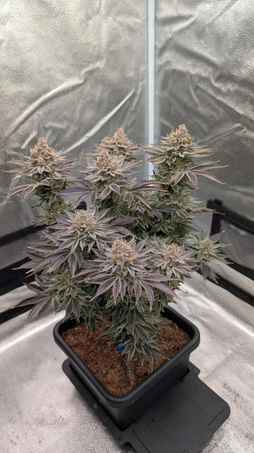 Autopot Discord Grow Along. Week 15