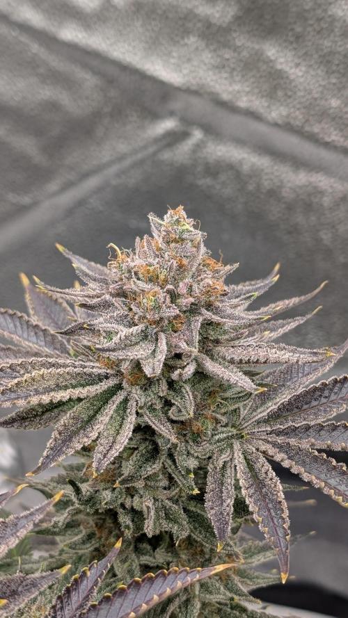 Autopot Discord Grow Along. Week 15