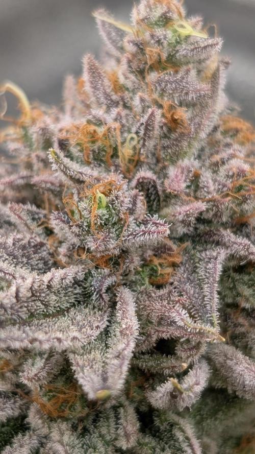 Autopot Discord Grow Along. Week 15