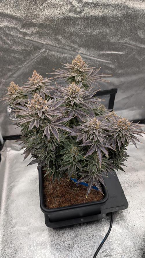 Autopot Discord Grow Along. Week 15