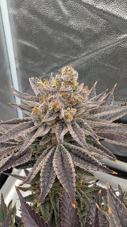 Autopot Discord Grow Along. Week 16