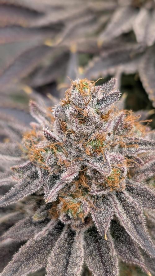 Autopot Discord Grow Along. Week 16
