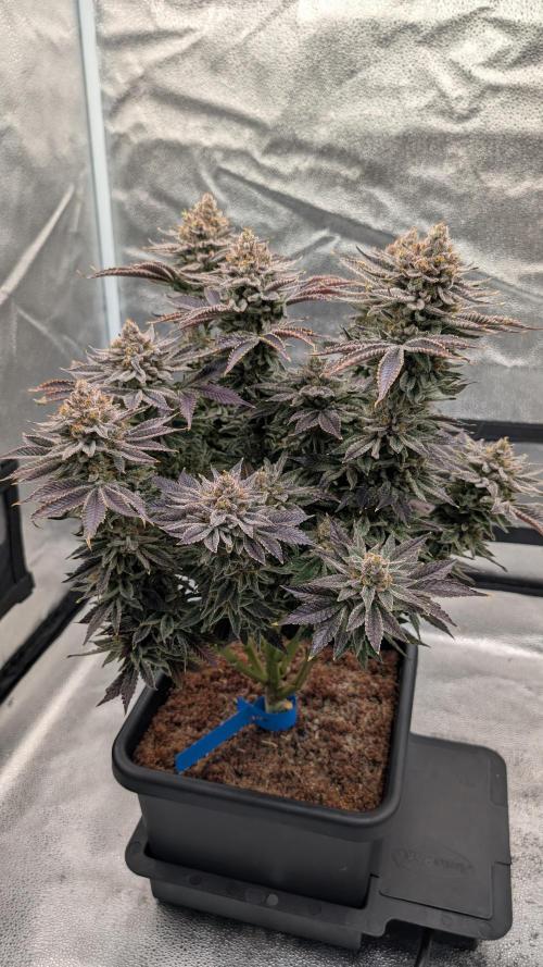 Autopot Discord Grow Along. Week 16