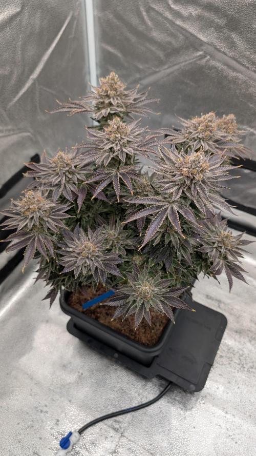 Autopot Discord Grow Along. Week 16