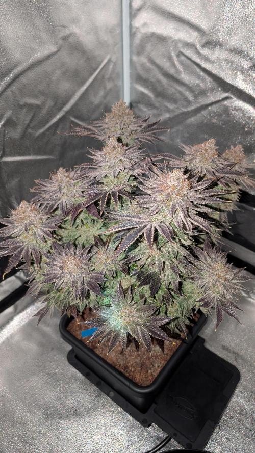 Autopot Discord Grow Along. Week 16