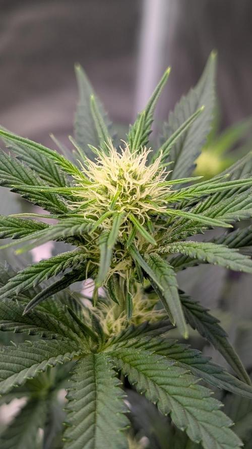 Tahoe OG Kush - 12/12 Reg Grow. Week 7