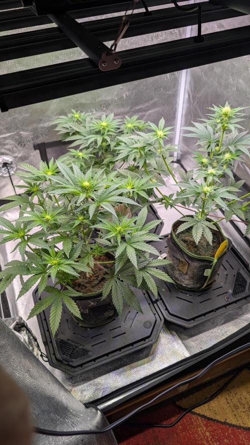 Tahoe OG Kush - 12/12 Reg Grow. Week 7