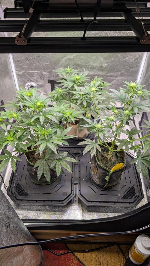 Tahoe OG Kush - 12/12 Reg Grow. Week 7