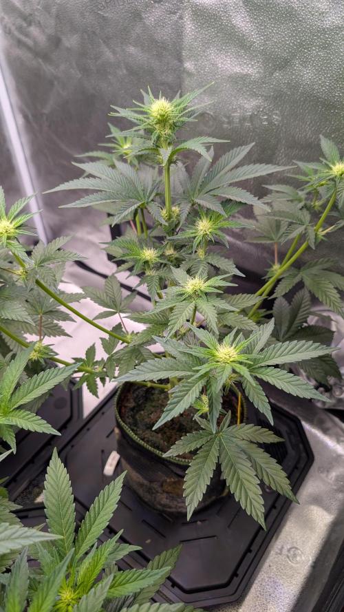 Tahoe OG Kush - 12/12 Reg Grow. Week 7