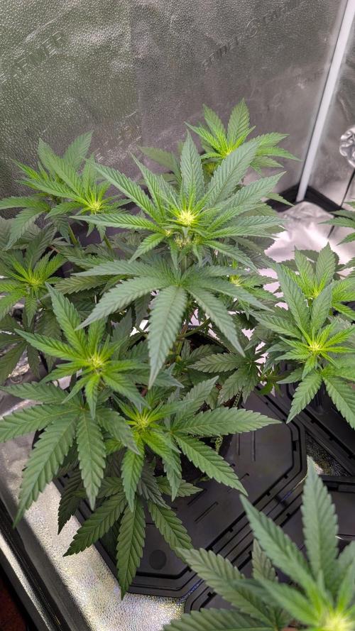 Tahoe OG Kush - 12/12 Reg Grow. Week 7