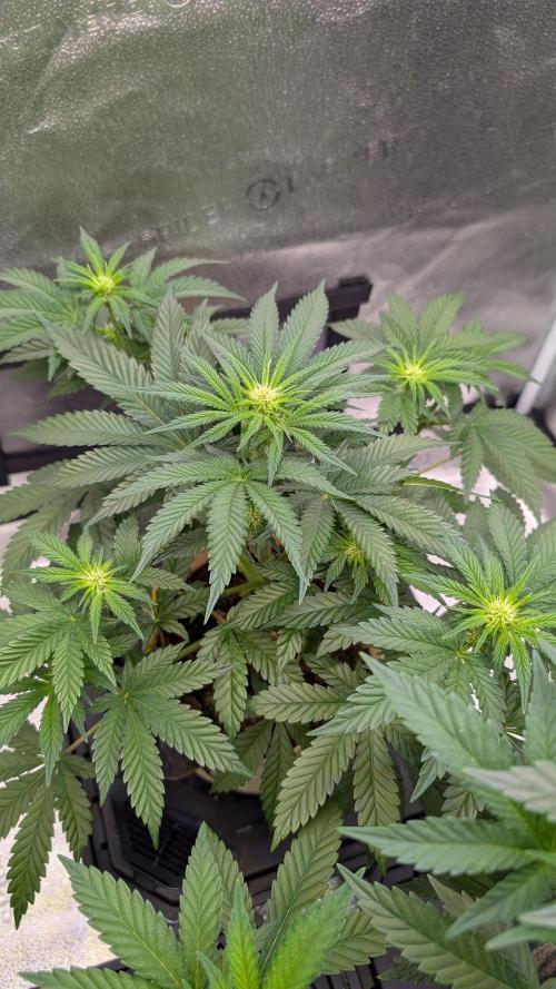 Tahoe OG Kush - 12/12 Reg Grow. Week 7