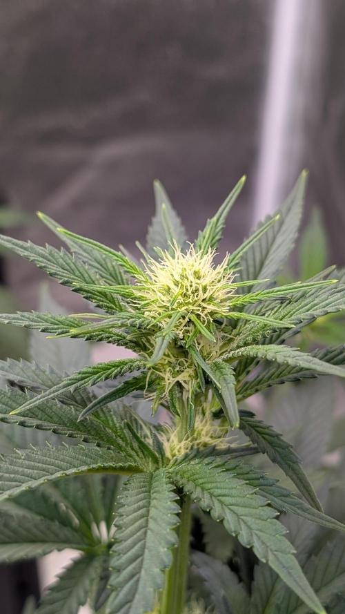 Tahoe OG Kush - 12/12 Reg Grow. Week 7