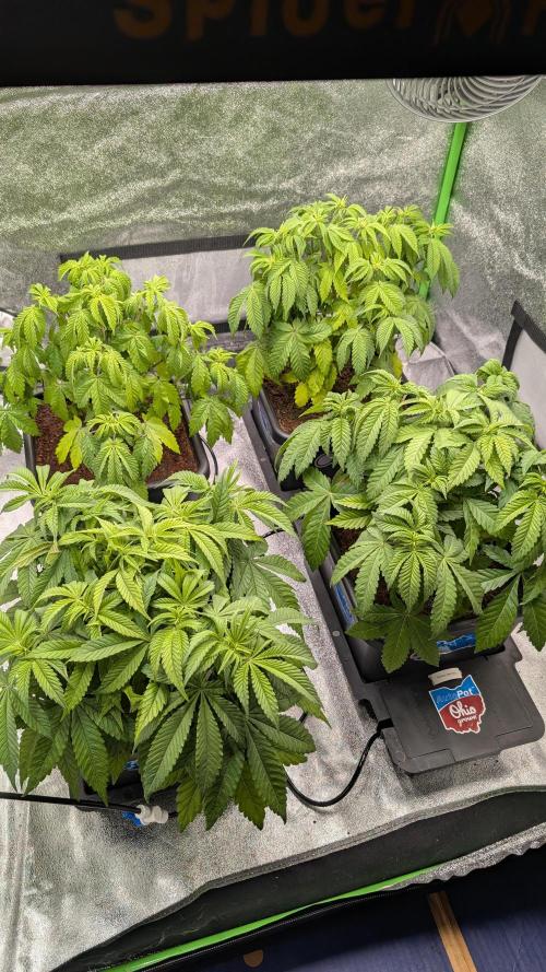 Rotten Berries. Week 6