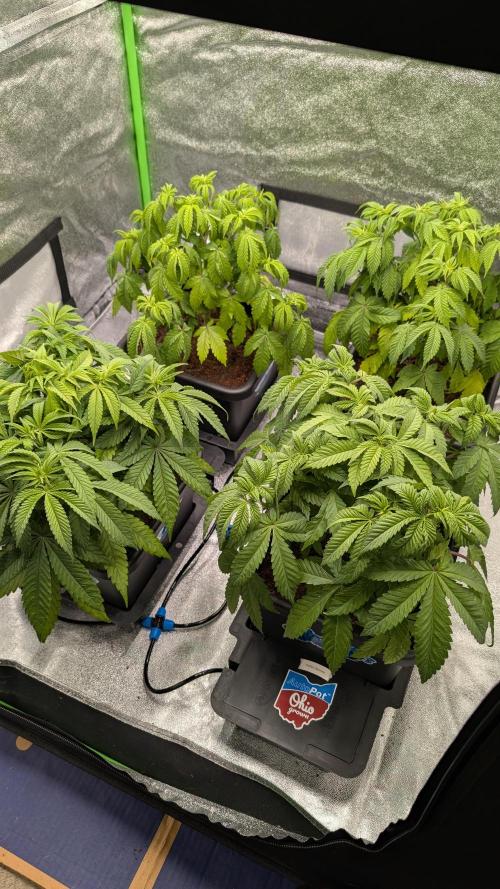 Rotten Berries. Week 6