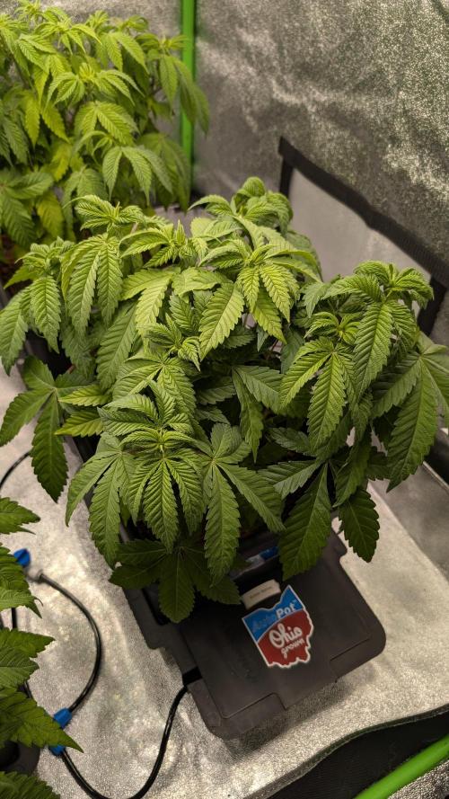 Rotten Berries. Week 6