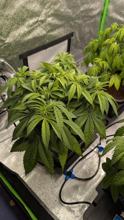 Rotten Berries. Week 6