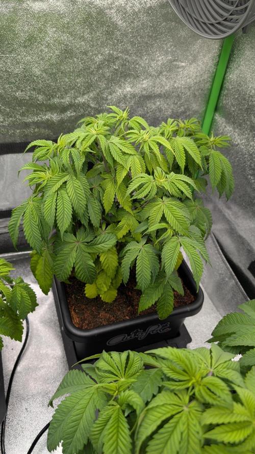 Rotten Berries. Week 6