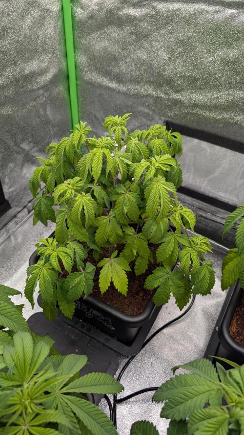 Rotten Berries. Week 6