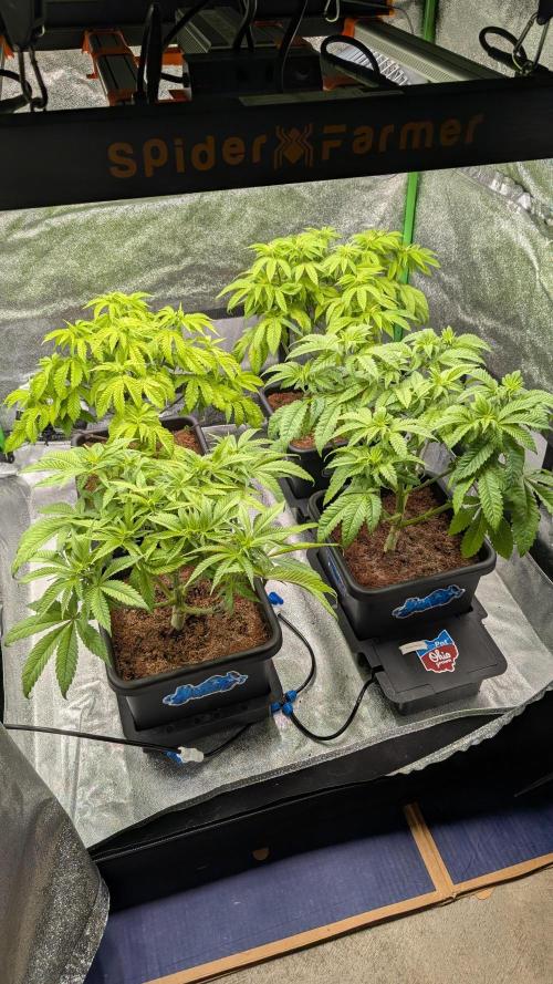 Rotten Berries. Week 7