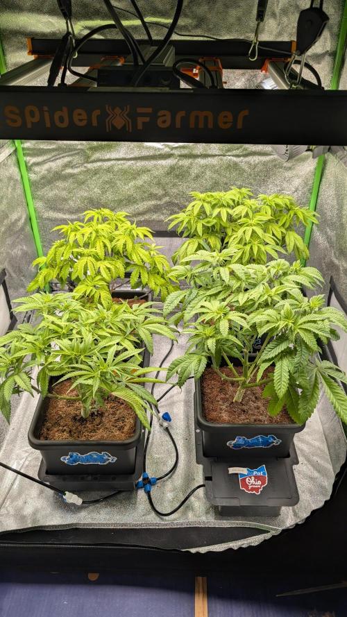 Rotten Berries. Week 7