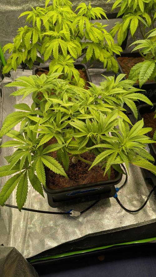Rotten Berries. Week 7