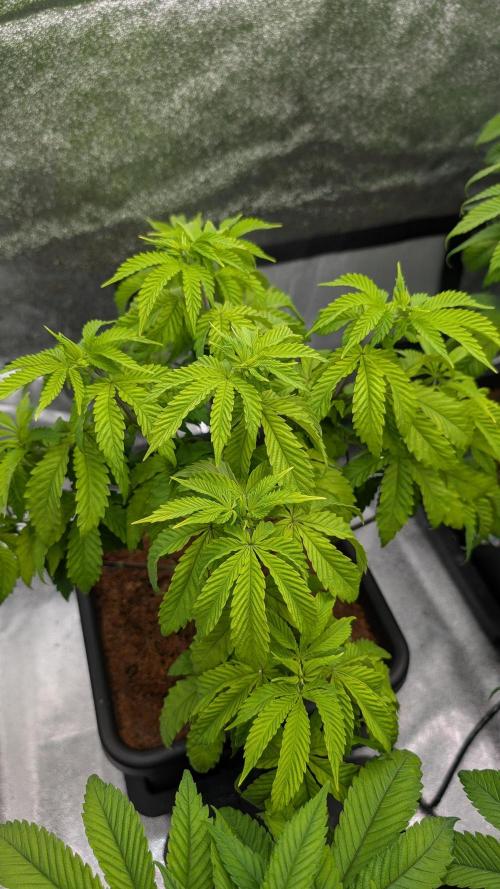 Rotten Berries. Week 7