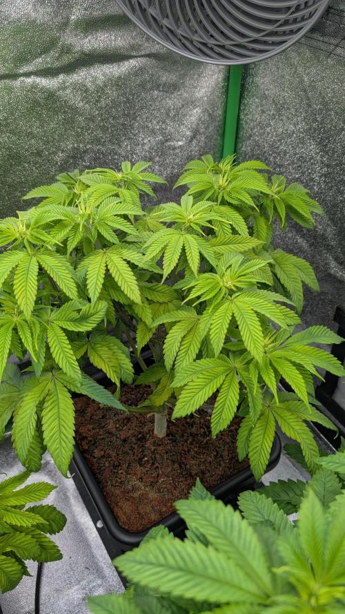 Rotten Berries. Week 7