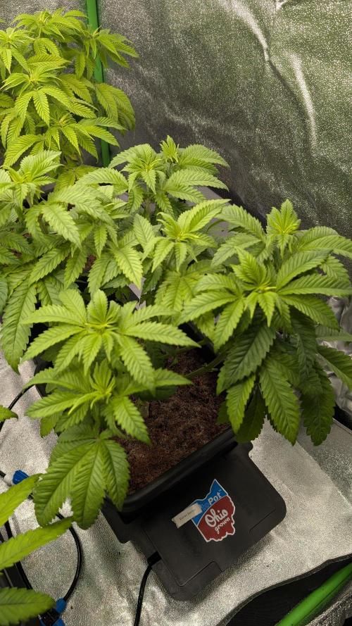 Rotten Berries. Week 7