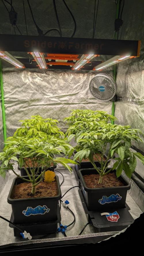 Rotten Berries. Week 7
