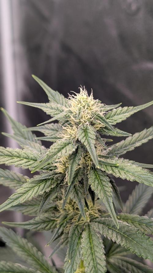 Tahoe OG Kush - 12/12 Reg Grow. Week 8