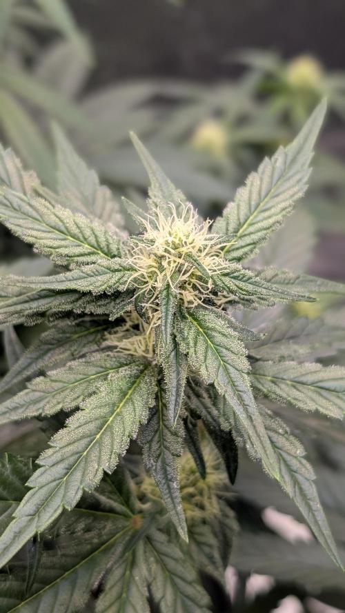 Tahoe OG Kush - 12/12 Reg Grow. Week 8