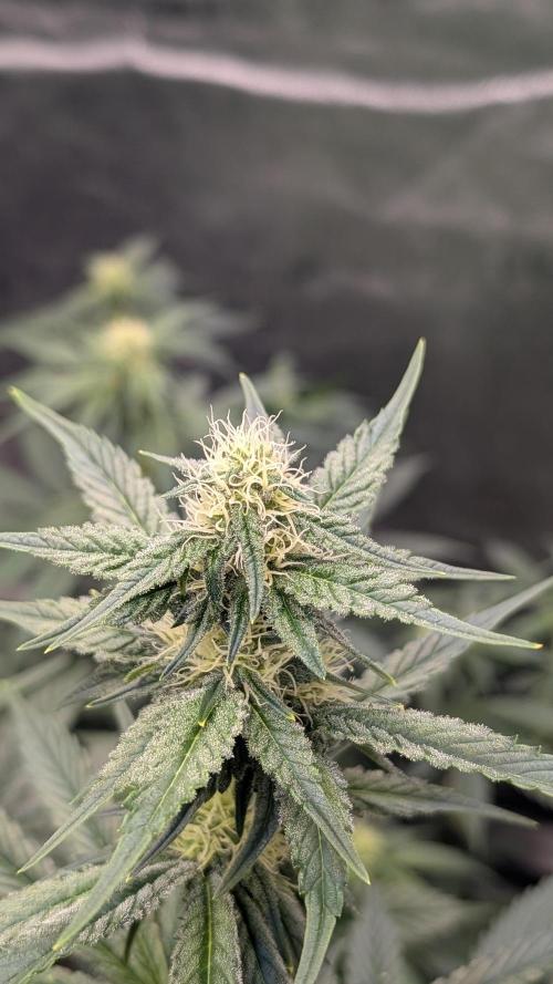 Tahoe OG Kush - 12/12 Reg Grow. Week 8
