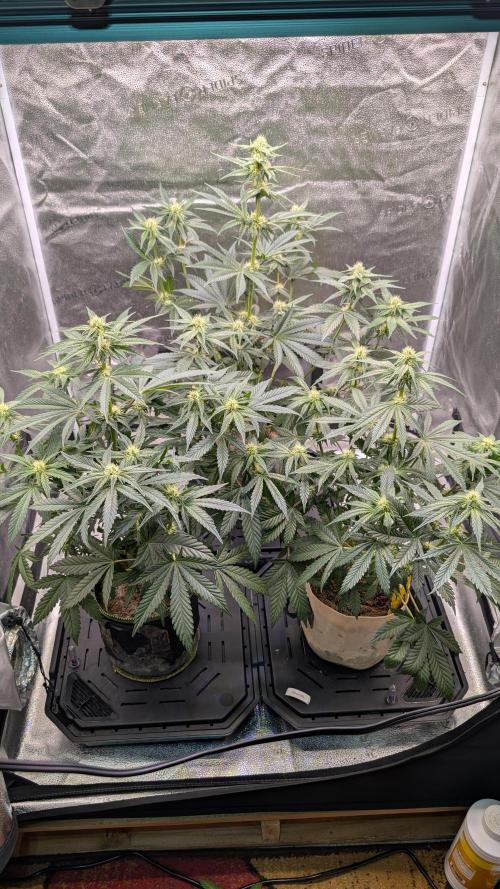 Tahoe OG Kush - 12/12 Reg Grow. Week 8