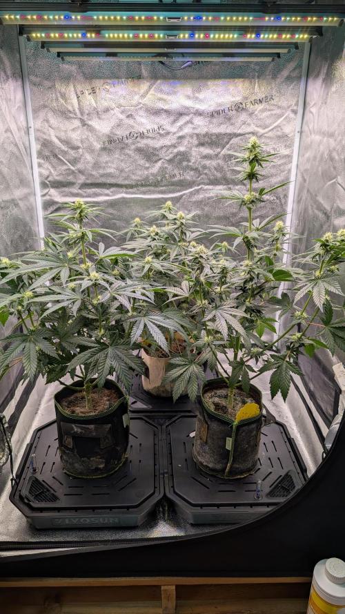Tahoe OG Kush - 12/12 Reg Grow. Week 8