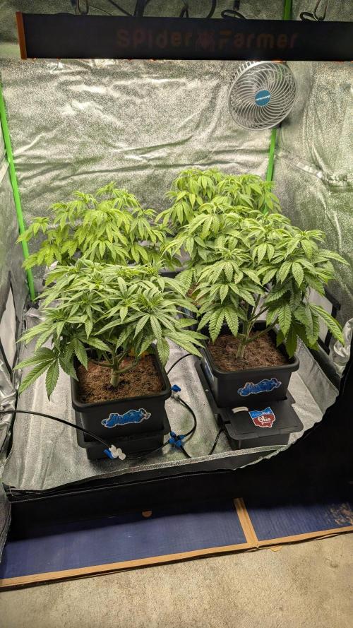 Rotten Berries. Week 8