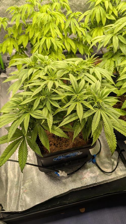 Rotten Berries. Week 8