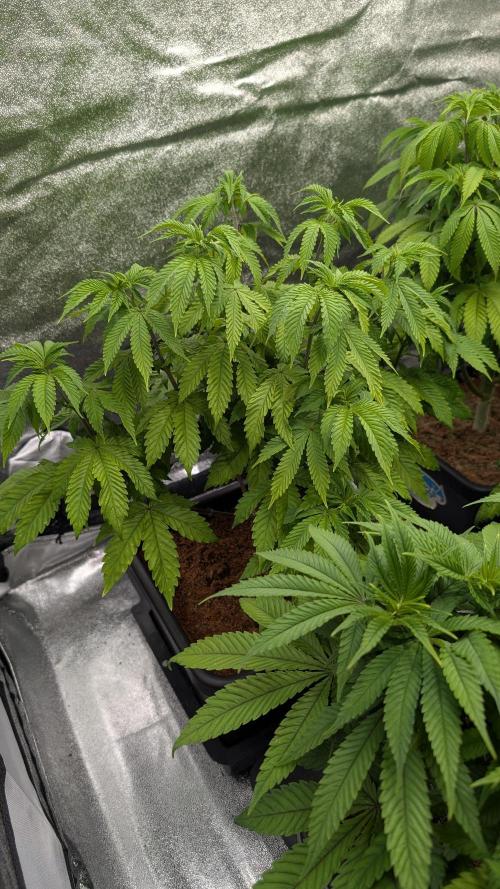 Rotten Berries. Week 8
