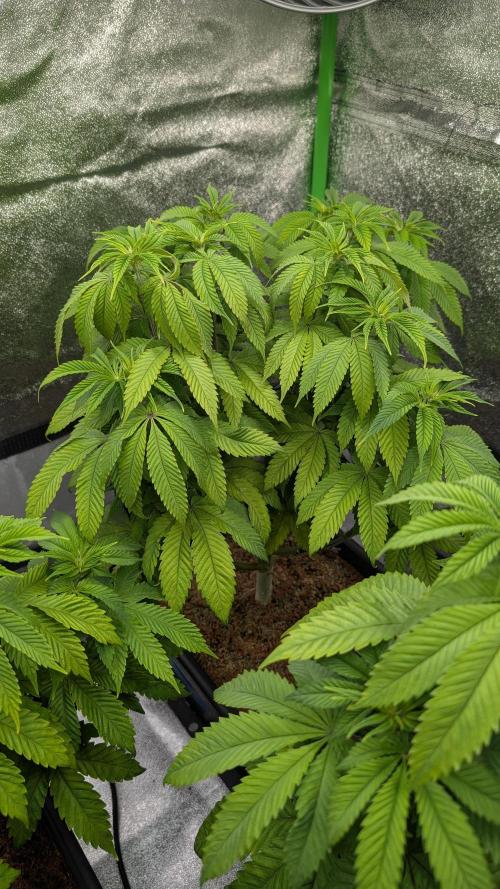 Rotten Berries. Week 8