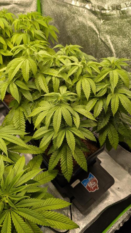 Rotten Berries. Week 8