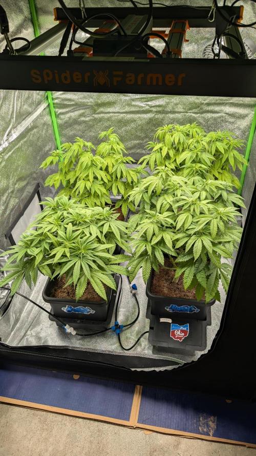 Rotten Berries. Week 8