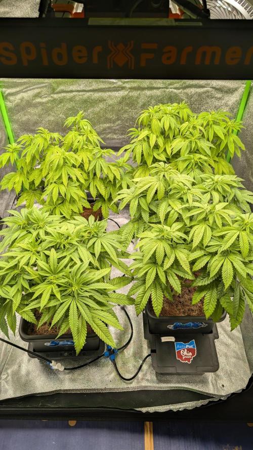 Rotten Berries. Week 8