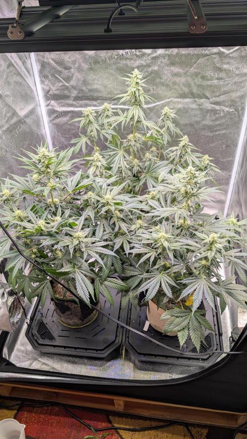 Tahoe OG Kush - 12/12 Reg Grow. Week 9