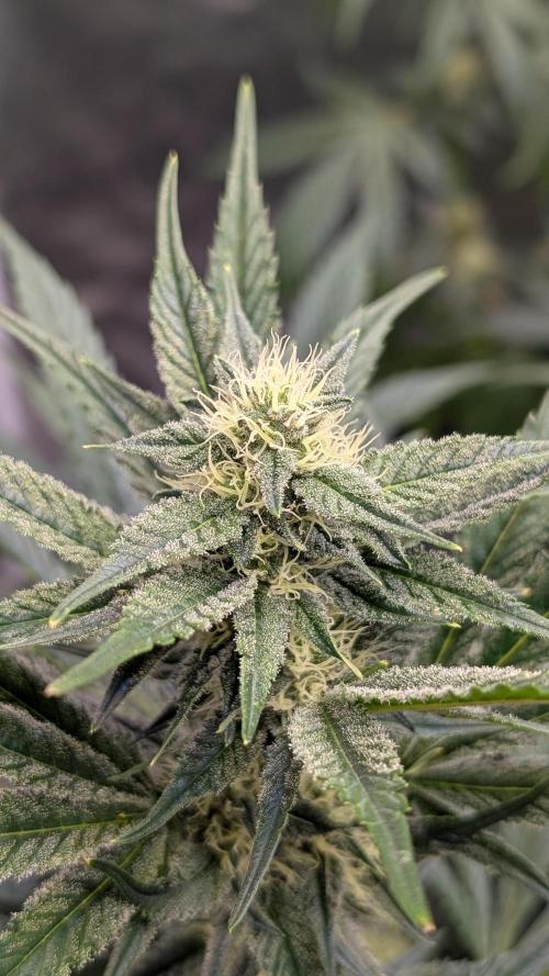 Tahoe OG Kush - 12/12 Reg Grow. Week 9